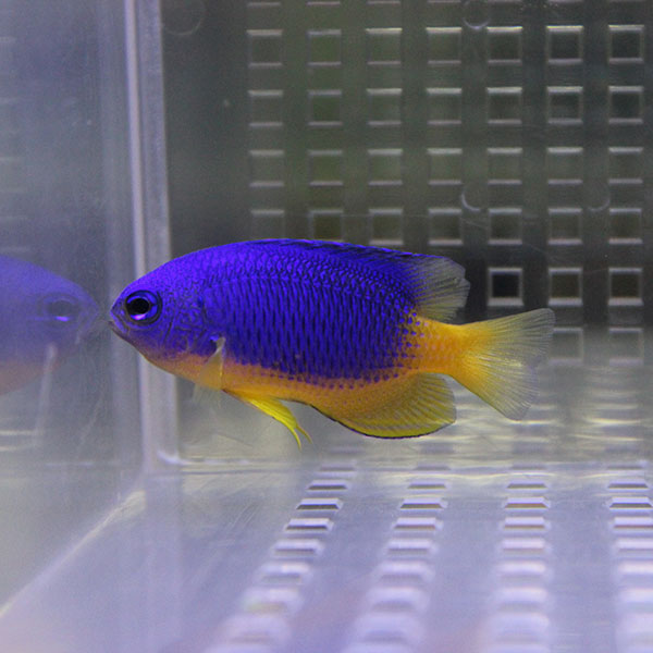 カールレアンダムゼル 4-5cm! 海水魚 スズメダイ 15時までのご注文で当日発送(t117