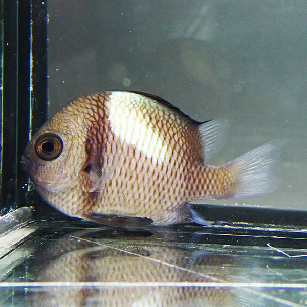 フタスジリュウキュウスズメダイ  3-5cm! 海水魚 スズメダイ 15時までのご注文で当日発送(t117