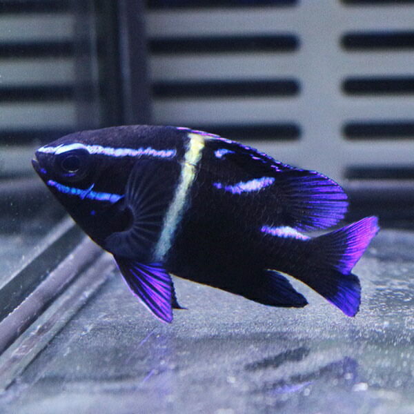 ネオンダムゼル 3-4cm± ! 海水魚 スズメダイ 餌付け 15時までのご注文で当日発送(t117