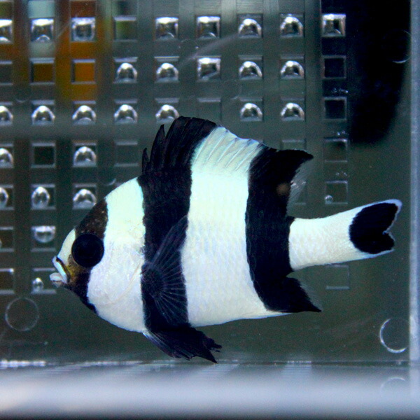 ヨスジリュウキュウスズメダイ 3-4cm±! 海水魚 スズメダイ 餌付けみ  15時までのご注文で当日発送(t117