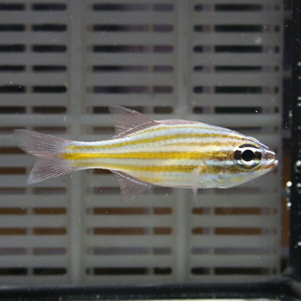 キンセンイシモチ【1匹】! 海水魚 テンジクダイ 15時までのご注文で当日発送(t116