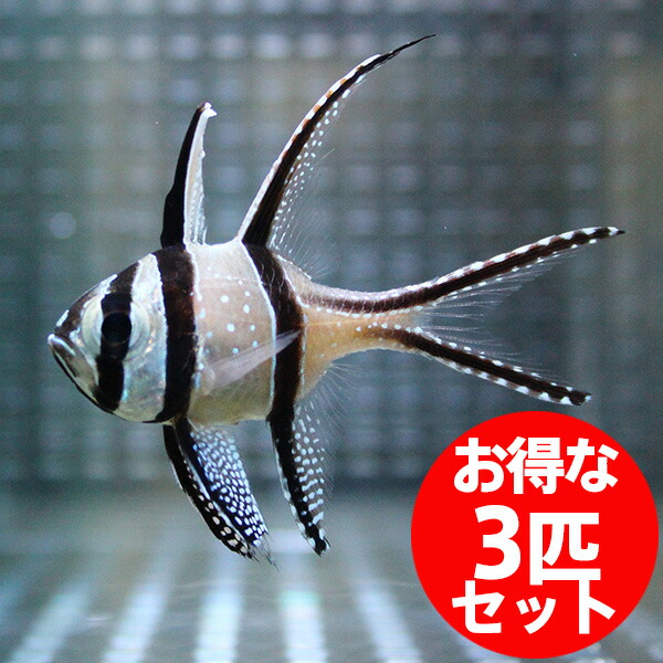 プテラポゴン カウデルニー 4-6cm【3匹】! 海水魚 テンジクダイ 15時までのご注文で当日発送(t116