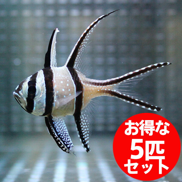 プテラポゴン カウデルニー 4-6cm【5匹】! 海水魚 テンジクダイ 15時までのご注文で当日発送(t116