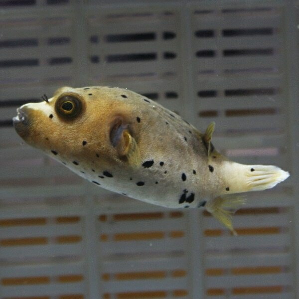 コクテンフグ 5-7cm± !フグ 15時までのご注文で当日発送海水魚(t123