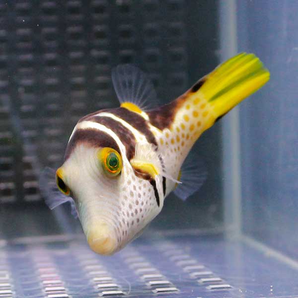 シマキンチャクフグ 4-6cm【1匹】! 海水魚 フグ