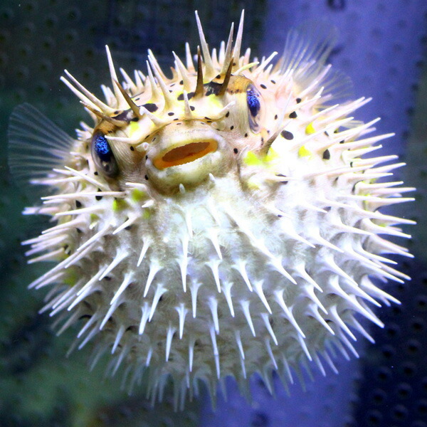 ハリセンボン 8-11cm± !海水魚 フグ  15時までのご注文で当日発送(t123