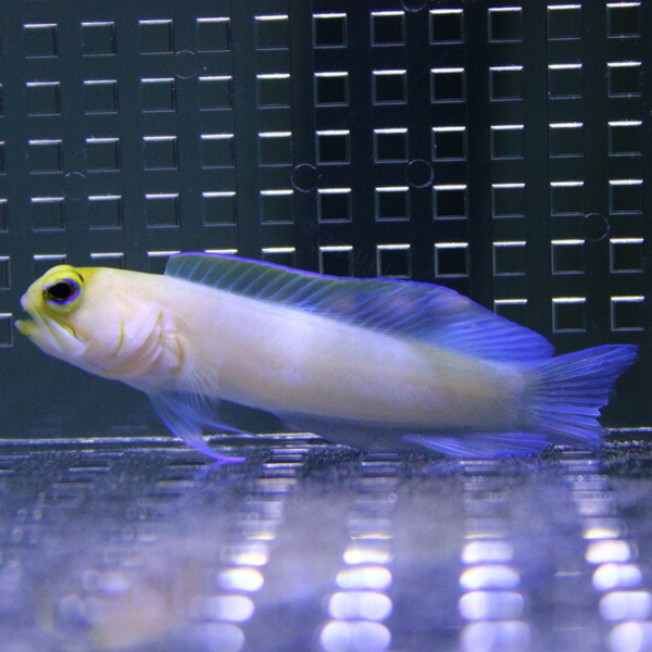 イエローヘッドジョーフィッシュ （パーリー）5-8cm± ! 海水魚 ハゼ 15時までのご注文で当日発送(t121