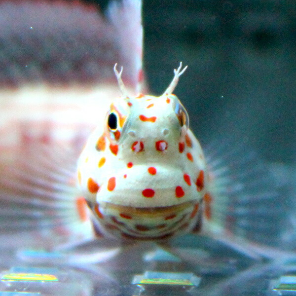 モルディブ産 モンツキカエルウオ（オレンジスポット） 6-8cm ! 15時までのご注文で当日発送海水魚(t124(t121