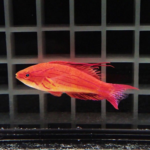 フィラメントフラッシャーラス 5-7cm± !海水魚 ベラ 15時までのご注文で当日発送(t122