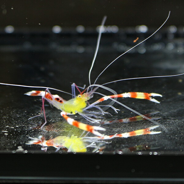 キムネオトヒメエビ 2-3cm±! 海水魚 カニ   !【15時までのご注文で当日発送】(t129