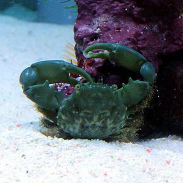 エメラルドグリーンクラブ【5匹】 コケ取りに! 海水魚 カニ 【15時までのご注文で当日発送】(t129