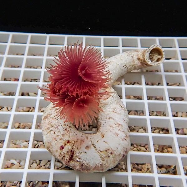 【サンプル】ハードチューブレッド ! ハードチューブ 無脊椎 【15時までのご注文で当日発送】(t229