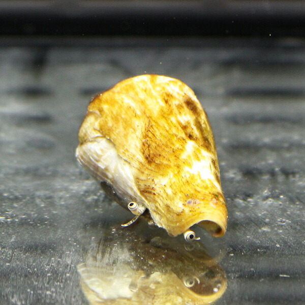  マガキガイ 4-5cm ぐらい 砂のコケ対策に（注意）水なしで送ります!クリーナー 貝 【15時までのご注文で当日発送】(t130