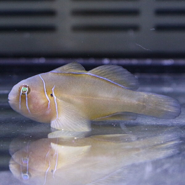 ポイズンゴビー 2-4cm ! 【餌付け】15時までのご注文で当日発送(t121