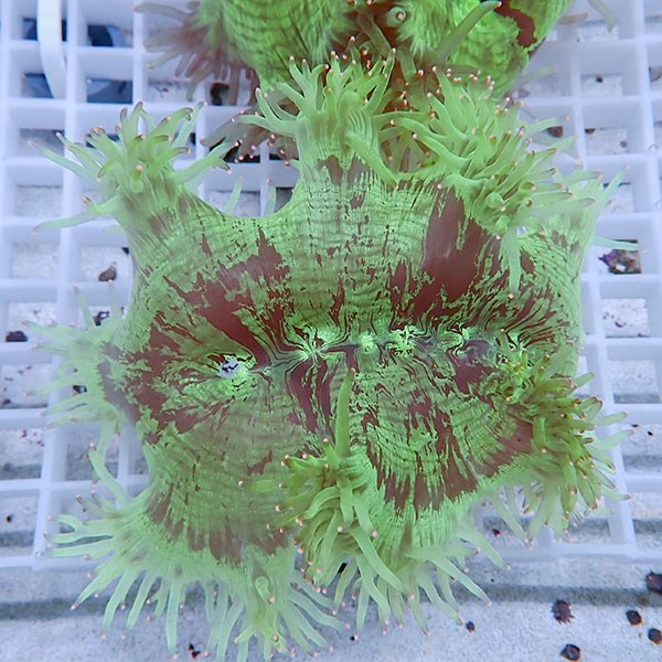 【サンゴ現物12】トランペットコーラル!15時までのご注文で当日発送 【サンゴ】(t137