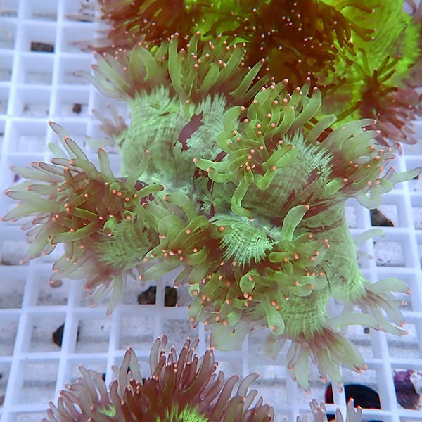 【サンゴ現物10】トランペットコーラル !15時までのご注文で当日発送【サンゴ】(t137
