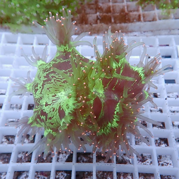 【サンゴ現物19】トランペットコーラル!15時までのご注文で当日発送【サンゴ】(t137