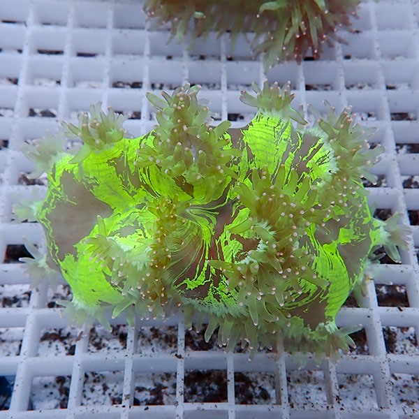 【サンゴ現物20】トランペットコーラル!15時までのご注文で当日発送【サンゴ】(t137