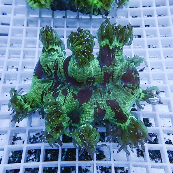 【サンゴ現物1】トランペットコーラル  !15時までのご注文で当日発送 【サンゴ】(t137