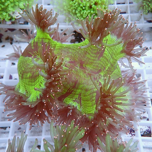 【サンゴ現物14】トランペットコーラル!15時までのご注文で当日発送【サンゴ】(t137