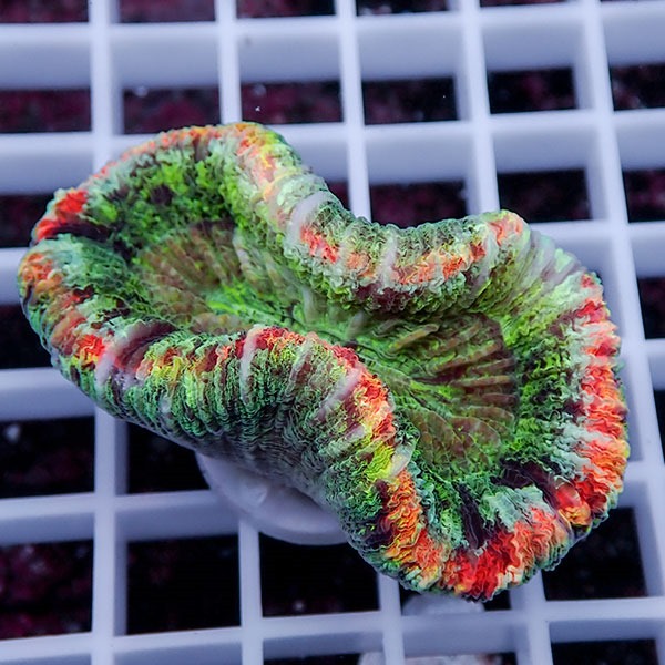 【サンゴ現物35】オオバナサンゴ !15時までのご注文で当日発送 【サンゴ】(t132