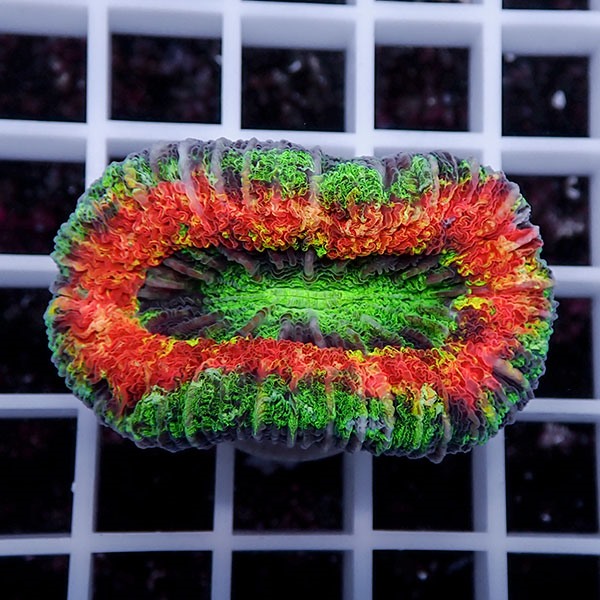 【サンゴ現物36】オオバナサンゴ !15時までのご注文で当日発送 【サンゴ】(t132