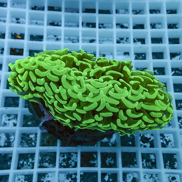 【サンゴ現物1】ナガレハナサンゴ!15時までのご注文で当日発送 【サンゴ】(t136