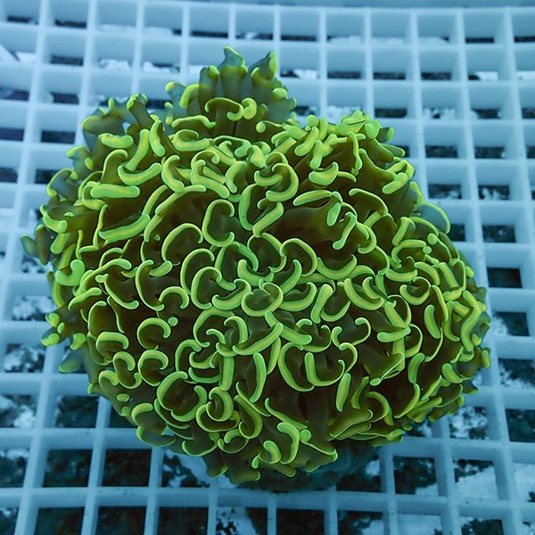 【サンゴ現物3】ナガレハナサンゴ !15時までのご注文で当日発送 【サンゴ】(t136