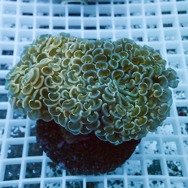 【サンゴ現物4】ナガレハナサンゴ!15時までのご注文で当日発送 【サンゴ】(t136
