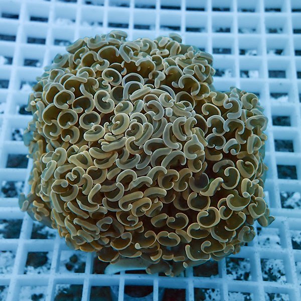 【サンゴ現物5】ナガレハナサンゴ!15時までのご注文で当日発送 【サンゴ】(t136