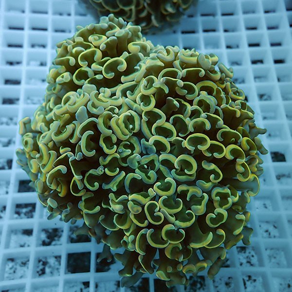 【サンゴ現物7】ナガレハナサンゴ!15時までのご注文で当日発送 【サンゴ】(t136