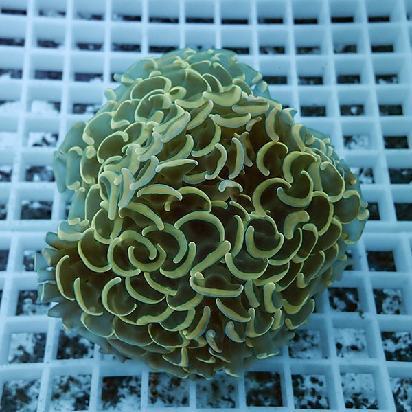 【サンゴ現物8】ナガレハナサンゴ!15時までのご注文で当日発送 【サンゴ】(t136