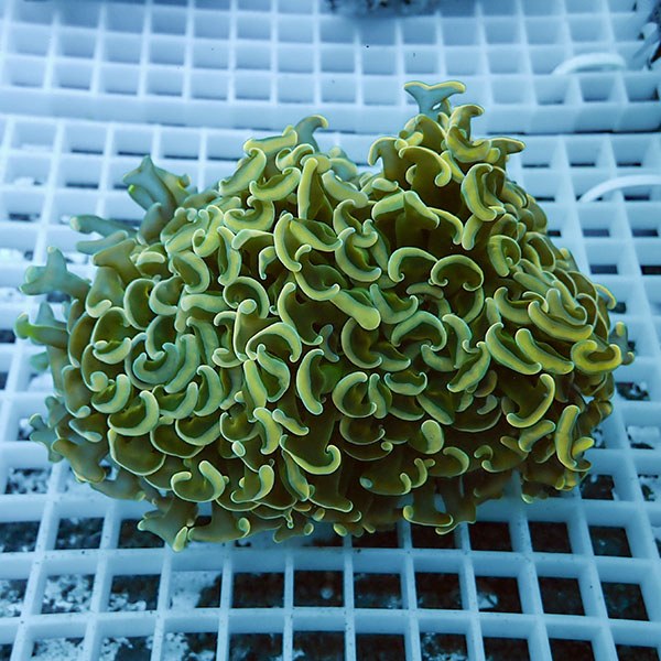 【サンゴ現物9】ナガレハナサンゴ!15時までのご注文で当日発送 【サンゴ】(t136