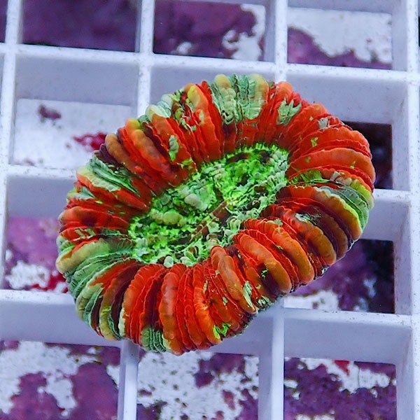 【サンゴ現物4】オオバナサンゴ !15時までのご注文で当日発送 【サンゴ】(t132