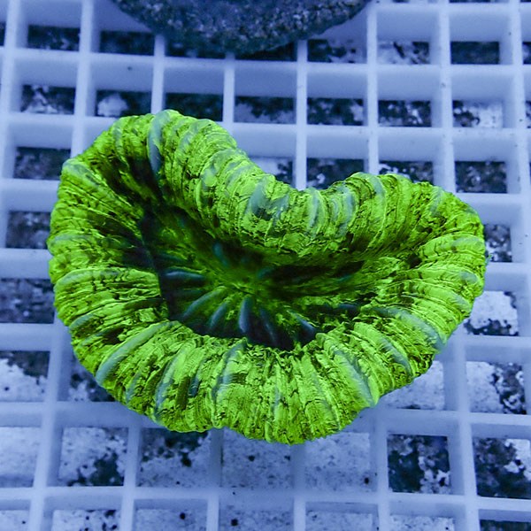 【サンゴ現物1】オオバナサンゴ !15時までのご注文で当日発送 【サンゴ】(t132