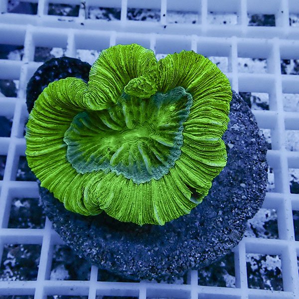 【サンゴ現物2】オオバナサンゴ !15時までのご注文で当日発送 【サンゴ】(t132