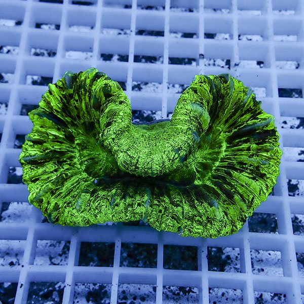 【サンゴ現物3】オオバナサンゴ !15時までのご注文で当日発送 【サンゴ】(t132