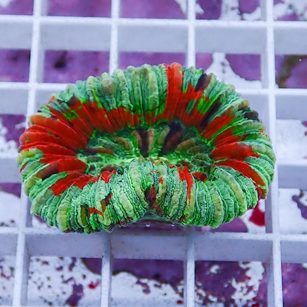 【サンゴ現物5】オオバナサンゴ !15時までのご注文で当日発送 【サンゴ】(t132