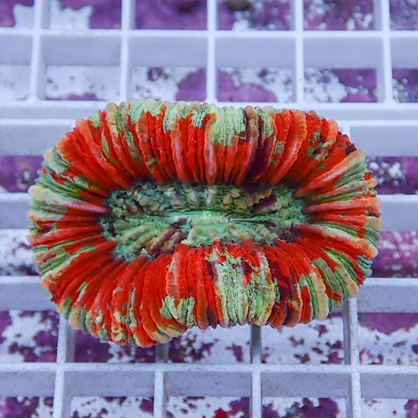 【サンゴ現物6】オオバナサンゴ !15時までのご注文で当日発送 【サンゴ】(t132