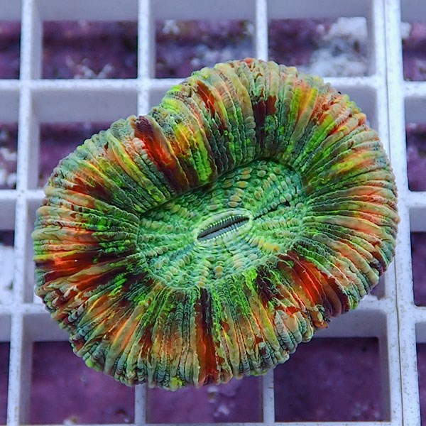 【サンゴ現物7】オオバナサンゴ !15時までのご注文で当日発送 【サンゴ】(t132