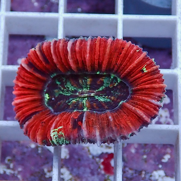 【サンゴ現物8】オオバナサンゴ !15時までのご注文で当日発送 【サンゴ】(t132