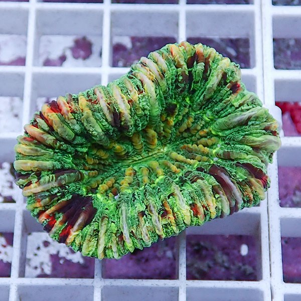 【サンゴ現物10】オオバナサンゴ !15時までのご注文で当日発送 【サンゴ】(t132