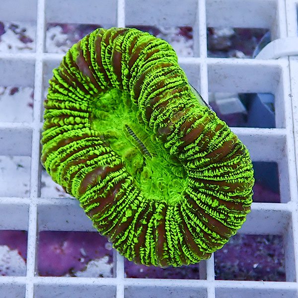 【サンゴ現物11】オオバナサンゴ !15時までのご注文で当日発送 【サンゴ】(t132