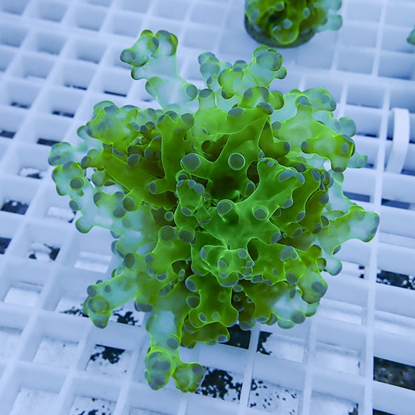 【サンゴ現物14】タコアシサンゴ フラグ!15時までのご注文で当日発送 【サンゴ】(t138