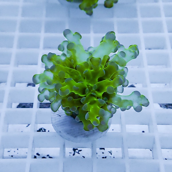 【サンゴ現物1】タコアシサンゴ フラグ!15時までのご注文で当日発送 【サンゴ】(t138