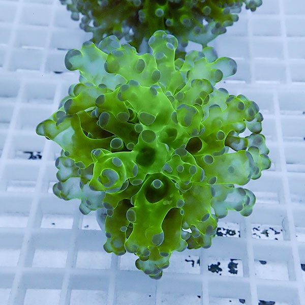 【サンゴ現物2】タコアシサンゴ フラグ !15時までのご注文で当日発送 【サンゴ】(t138