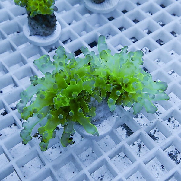 【サンゴ現物19】タコアシサンゴ フラグ!15時までのご注文で当日発送 【サンゴ】(t138