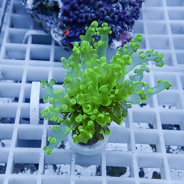 【サンゴ現物17】タコアシサンゴ フラグ!15時までのご注文で当日発送 【サンゴ】(t138