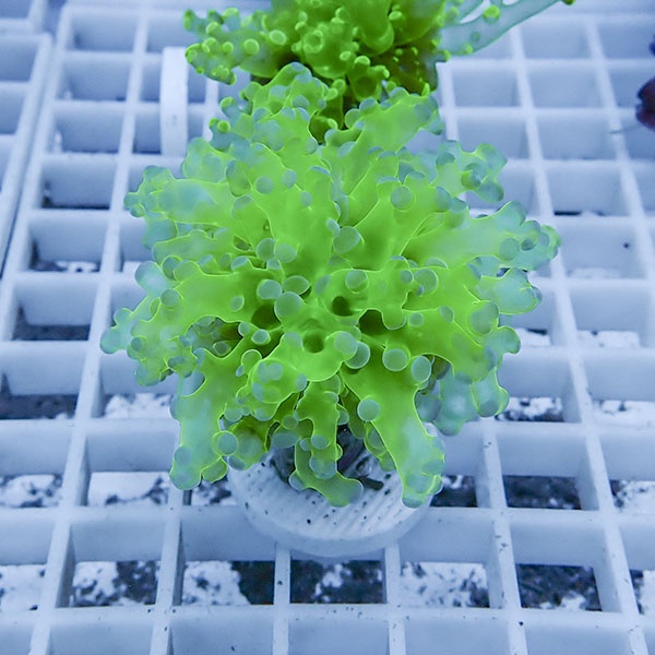 【サンゴ現物16】タコアシサンゴ フラグ!15時までのご注文で当日発送 【サンゴ】(t138