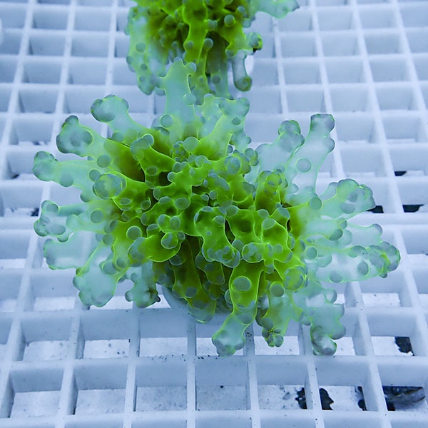 【サンゴ現物18】タコアシサンゴ フラグ!15時までのご注文で当日発送 【サンゴ】(t138